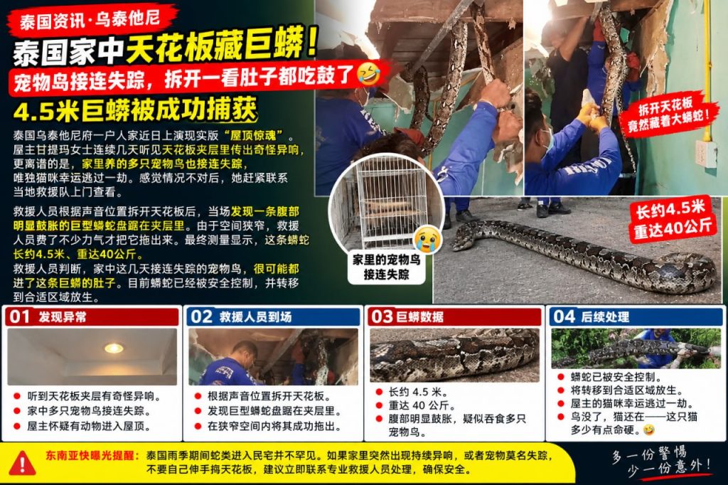 泰国资讯｜民宅天花板藏4.5米巨蟒，宠物鸟失踪拆开发现肚子鼓胀