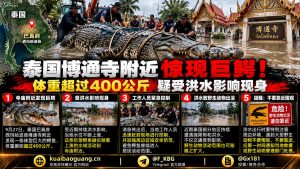 泰国巴真府｜西玛哈波县博通寺附近发现巨型鳄鱼，工作人员迅速到场控制
